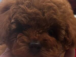 brown toy poodle
