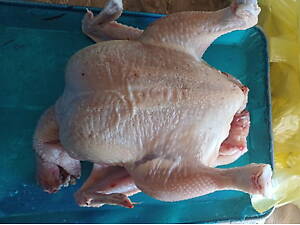 Бройлер домашний