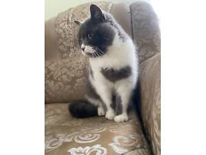 Британець для в'язки