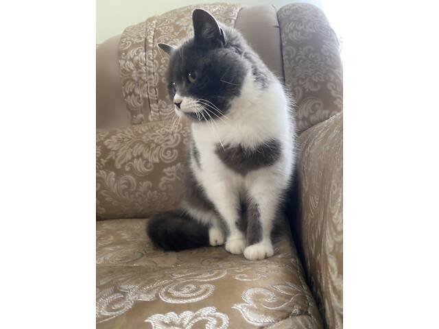 Британець для вʼязки - Фото 1