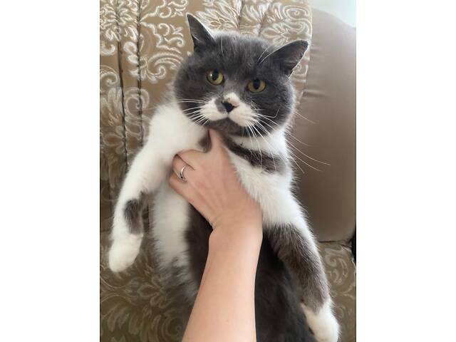 Британець для вʼязки - Фото 2