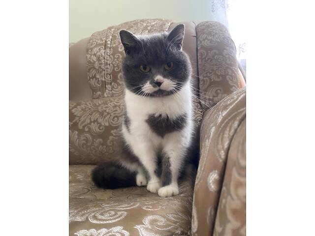 Британець для вʼязки - Фото 3