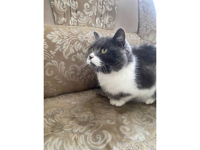 Британець для вʼязки - Фото 4