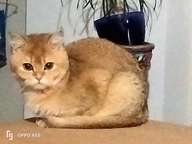 Британська золота шиншила - Фото 1