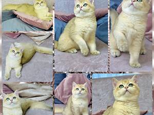 Британська золота шиншилла