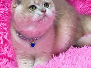 Британська золота шиншилла