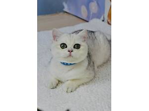 Британські кошенята готові до переїзду.