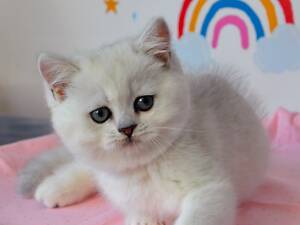 Британські кошенята шиншила