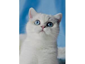 Британські кошенята шиншила