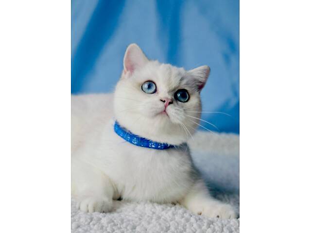 Британські кошенята шиншила - Фото 2