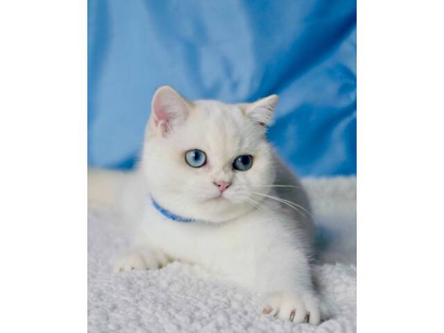 Британські кошенята шиншила - Фото 3