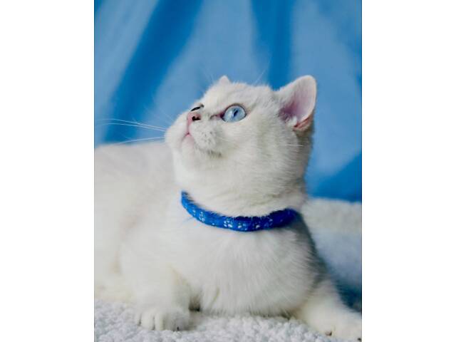 Британські кошенята шиншила - Фото 4