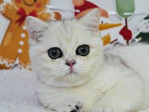 Британський короткошерстний хлопчик