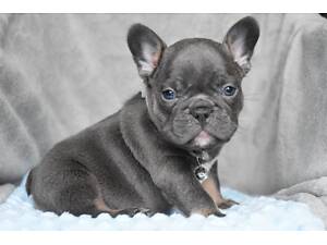 Бульдожки з документами