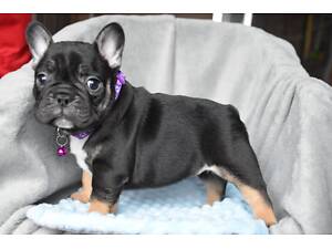 Бульдожки з паспортом