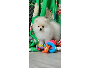 Чарівне цуценя померанского шпіца шукає люблячу родину. Хлопчик дата народження 06.07.2025, здоровий, активний.