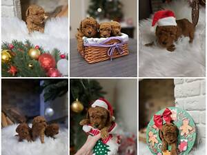 Чарівні цуценята мальтипу F2 шукають люблячі домівки!