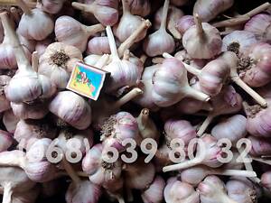 Часник Любаша (Любомир). Фракція 4/5/6 + | Чеснок на посадку и для еды