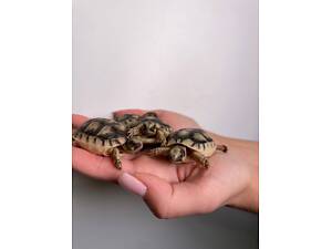 среднеазиатская черепаха, сухопутная черепаха, ручные среднеазиатские черепахи