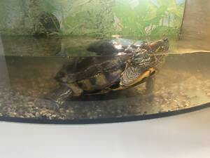 Черепаха з акваріумом