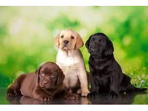 Черная девочка Лабрадор Ретривер щенки Премиум класса документы ЧИП Доставка по Украине и за границу