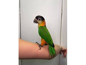 Чорноголовий каїк, папуга, який стрибає, веселий маленький папуга.