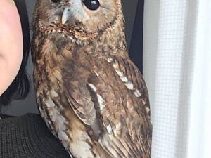 Красная неясыть, серая неясыть, декоративная домашняя неясыть, домашная сова.