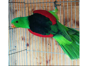 Червонокрилі папуги. Сформована пара.