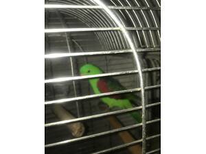 Червонокрилий папуга