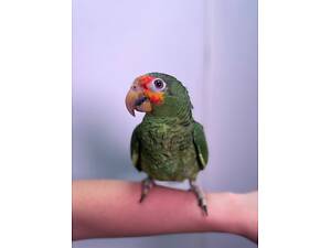 Червонолобий Амазон, щовтощокий Амазон, яскравий папуга