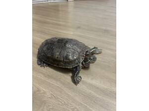 Червоновуха Черепаха | Даром | Безкоштовно