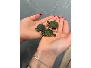 Красноухая черепаха, красноухая черепаха, водная черепаха маленькая.