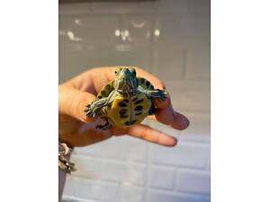 Червоновуха черепаха, прісноводна черерпашка водяна