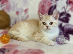 Маленький світлий кремовий пломбірчик :) Шотландський прямовухий