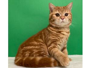 Червоний мармуровий підліток.