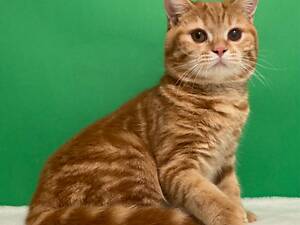 Червоний мармуровий підліток.