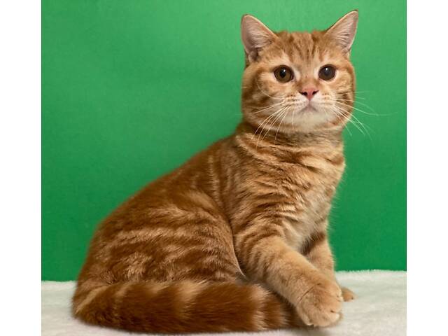 Червоний мармуровий підліток. - Фото 1