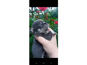 Чіхуахуа. Хлопчик. Тип коббі.