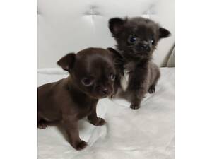 Чихуахуа чистопорідні дівчатка