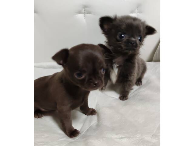 Чихуахуа чистопорідні дівчатка - Фото 1