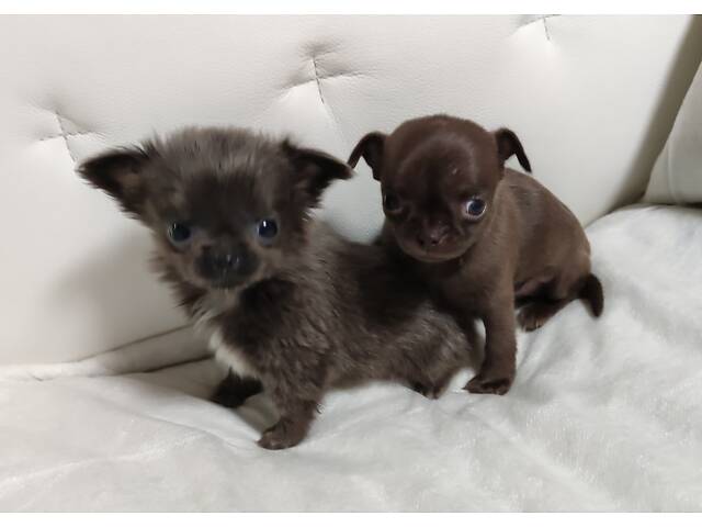 Чихуахуа чистопорідні дівчатка - Фото 2