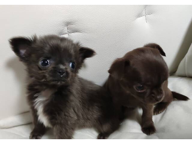 Чихуахуа чистопорідні дівчатка - Фото 3