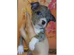 Чіхуахуа тип коббі