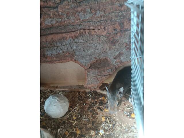 Чилійські білки дегу - Фото 1