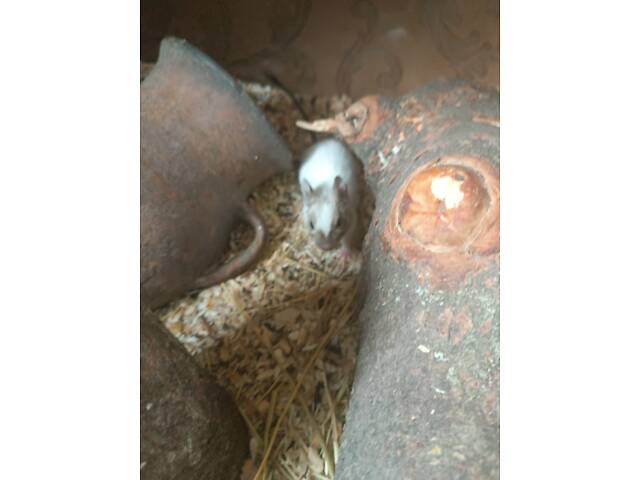 Чилійські білки дегу - Фото 3