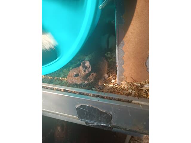 Чилійські білки дегу - Фото 4