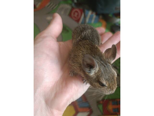 Чилійські білки дегу - Фото 5