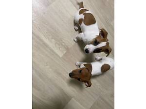 Чистокровні щенята Джек-Рассел тер’єра з документами ККУ