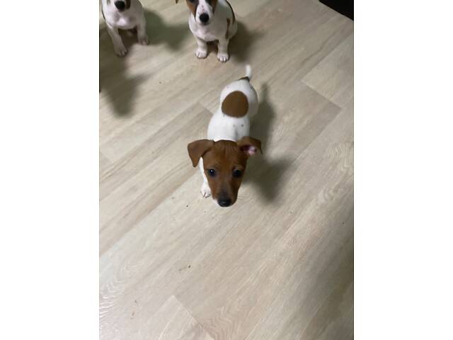 Чистокровні щенята Джек-Рассел тер’єра з документами ККУ - Фото 2