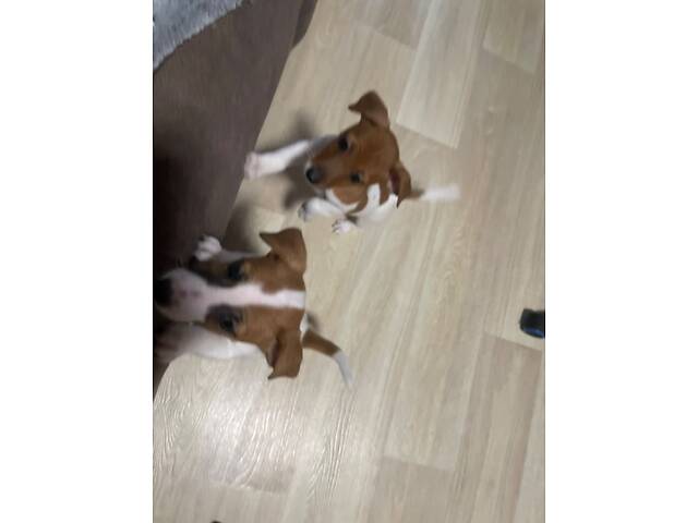 Чистокровні щенята Джек-Рассел тер’єра з документами ККУ - Фото 5